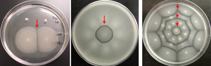 Demarcation Lines (Shown by Red Arrows) Developed between Cells of Self and of Non-Self