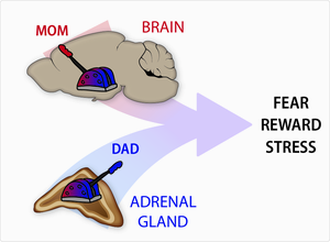 Parental control of behavior