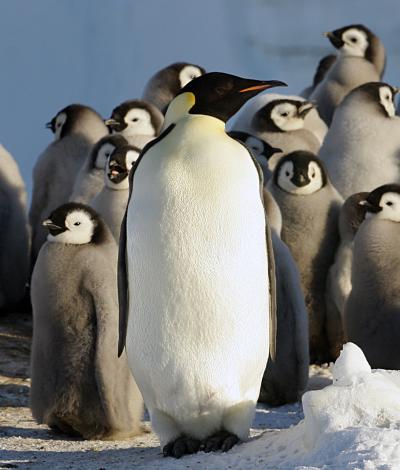 Penguin Colony
