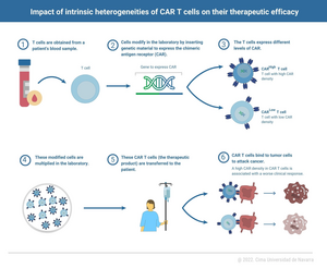 Impact of intrinsic heterogeneities of CAR T cells on their therapeutic efficacy
