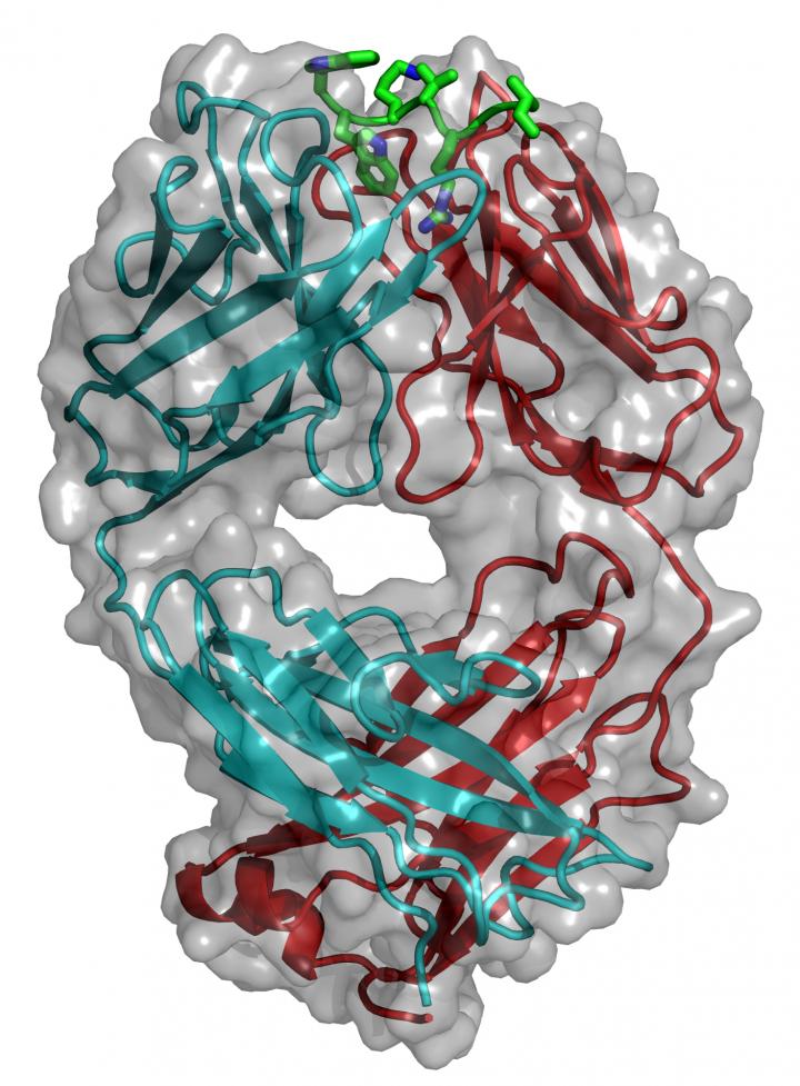 Sclerostin Meets Antibody