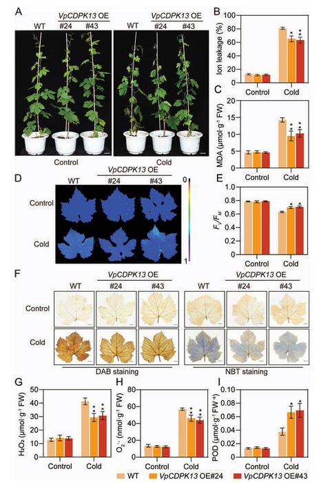 Overexpression of VpCDPK13 enhances cold tolerance in grapevine.