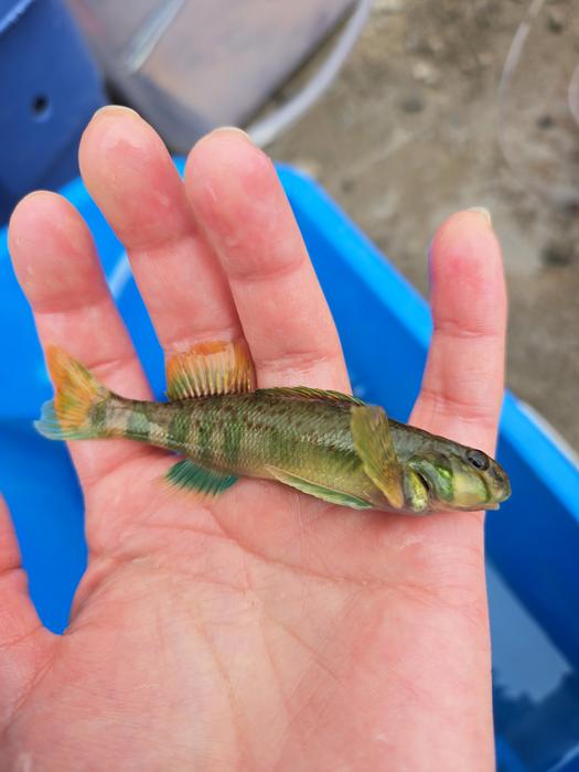 Greenside Darter