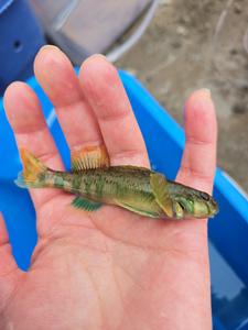 Greenside Darter