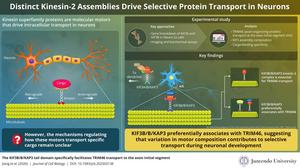 Distinct Kinesin-2 Assemblies Drive Selective Protein Transport in Neurons