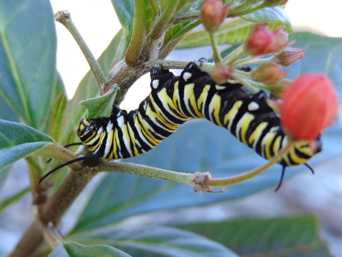 Monarch Caterpillar