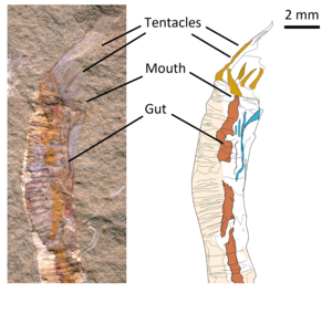 Gangtoucunia aspera diagram