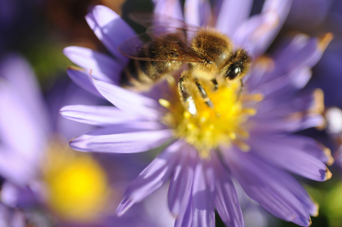 Forager Honeybee