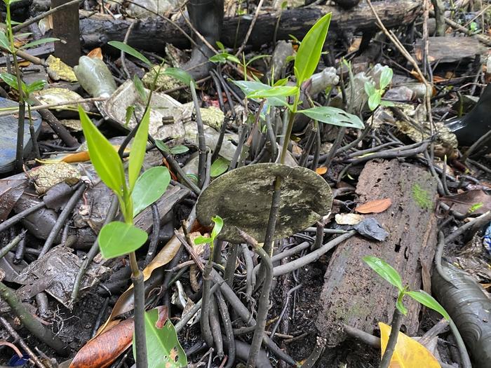 Litter invades the mangroves of tropical countries