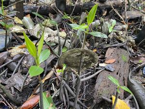 Litter invades the mangroves of tropical countries