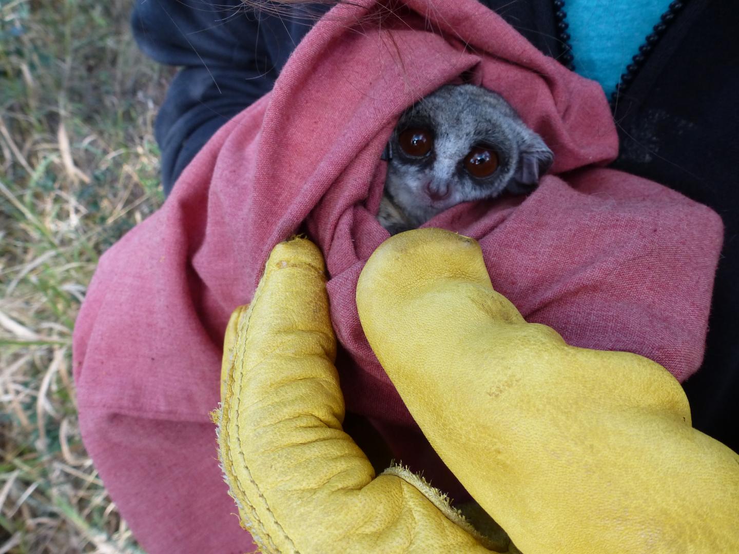 African Galago