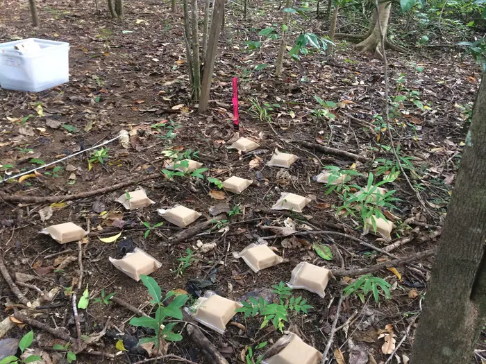Wooden blocks in a young forest.
