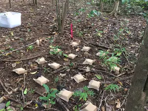 Wooden blocks in a young forest.