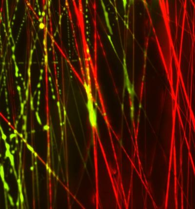 Composite Nanofiber