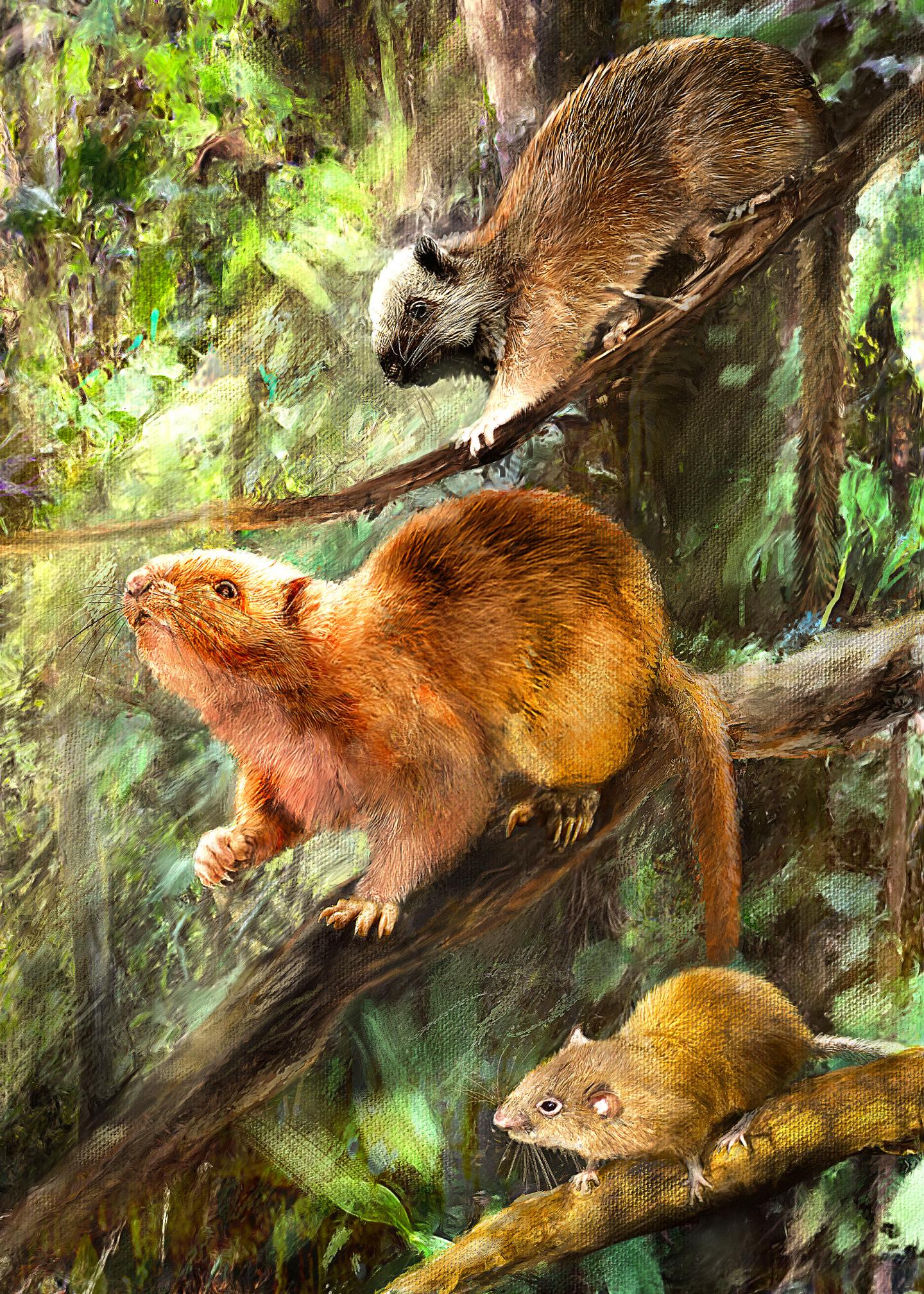 Cloud rat illustration