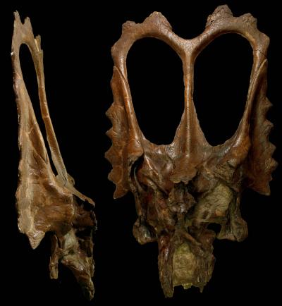 <i>Mojoceratops</i> Skull