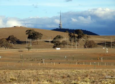 Kangaroos Canberra
