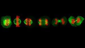 Cell cycle