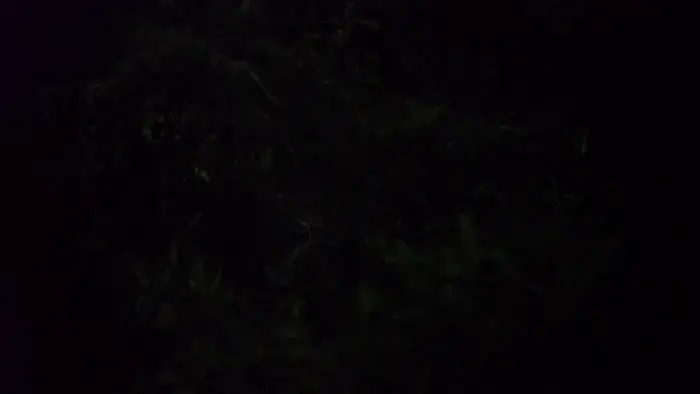 Fireflies at night in Thailand