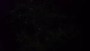 Fireflies at night in Thailand
