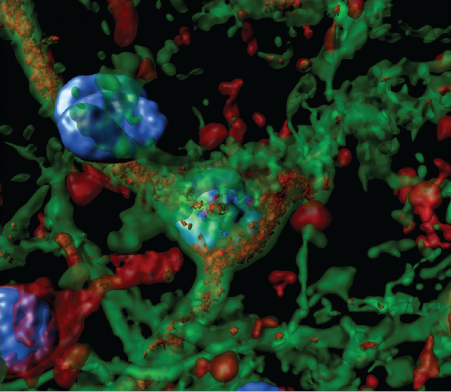 Three-Dimensional Reconstruction of Neuronal Cell Bodies and Branches