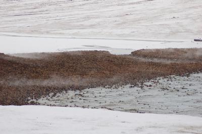 Walrus Haul-Out