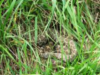 Eastern Massasauga Rattlesnake