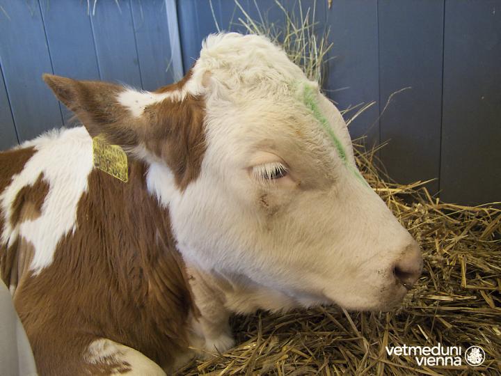 Calf with Stomach Ulcers