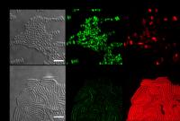 Expression Pattern of Mature Swarm Colonies