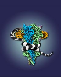 Snake Venom