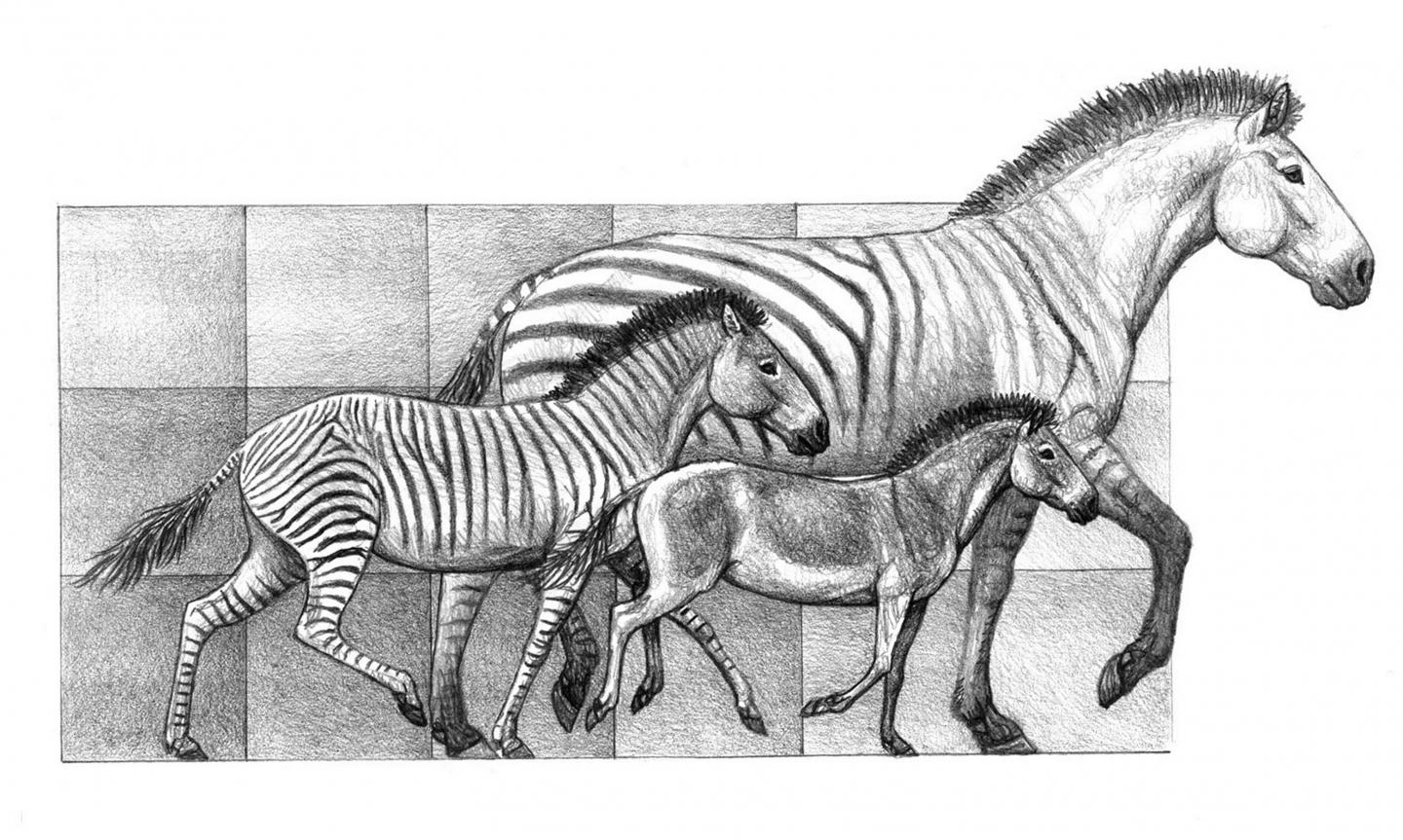 A New Look at Horse Evolution