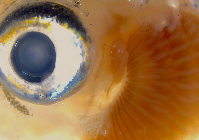 Zebrafish eye, pseudobranch and gills