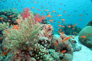 Coral Reef