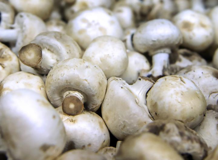 Pile of Mushrooms