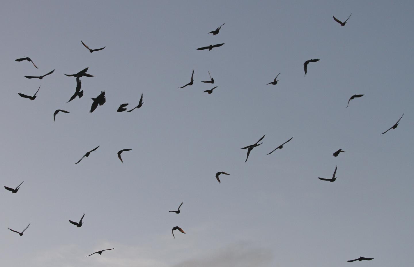 Jackdaws
