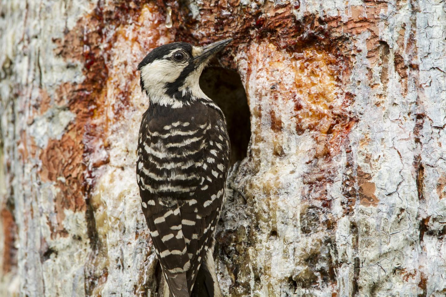 Red-cockaded Woodpecker