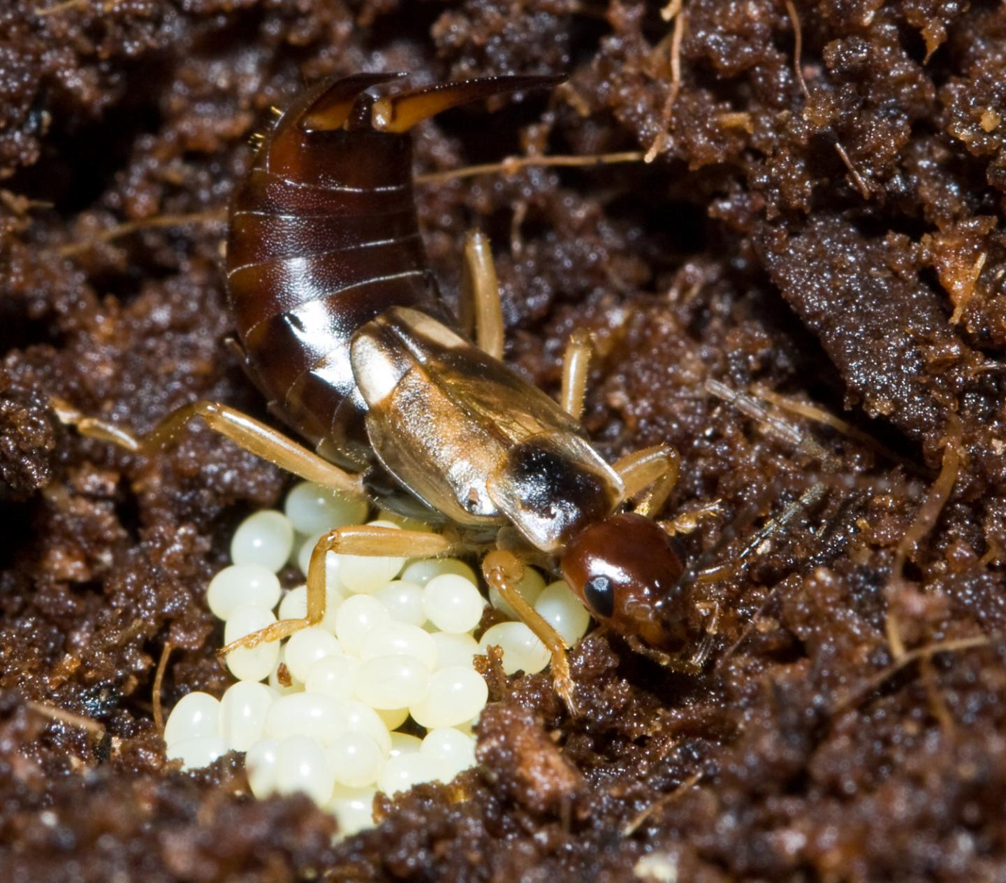 Earwig Defense