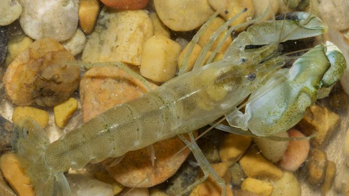 Snapping Shrimp