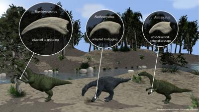 Different Claw Shapes in Therizinosaur Dinosaurs