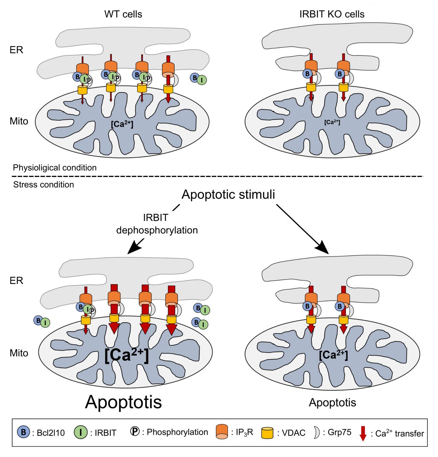 Role of IRBIT-Bcl2l10 Interplay