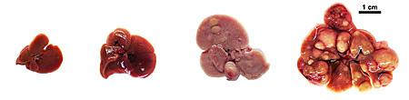 Mouse Livers