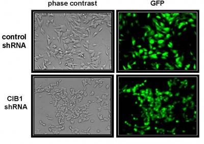CIB1 Depletion Comparison