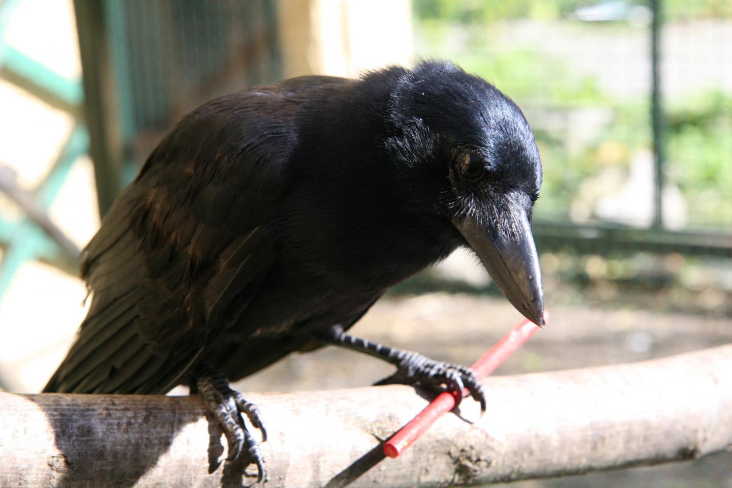 Compound Tool Construction by New Caledonian Crows