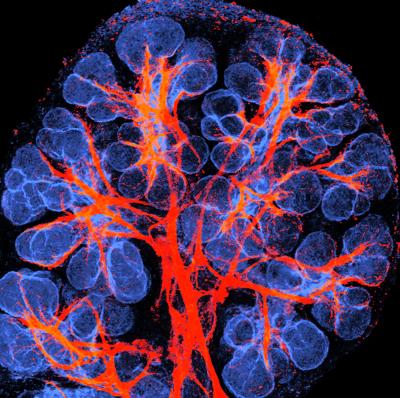 Nerve Cells Help Generate Salivary Glands (3 of 5)