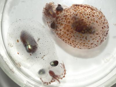 <i>Japetella heathi</i> Camouflage