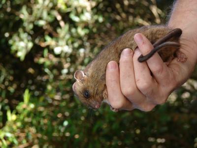 Dwarf cloud rat photo