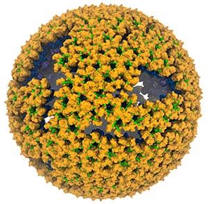 Immature <i>Rous sarcoma</i> Virus