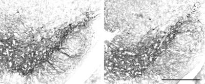 Inhibition of Mitochondrial Complex I in Mice