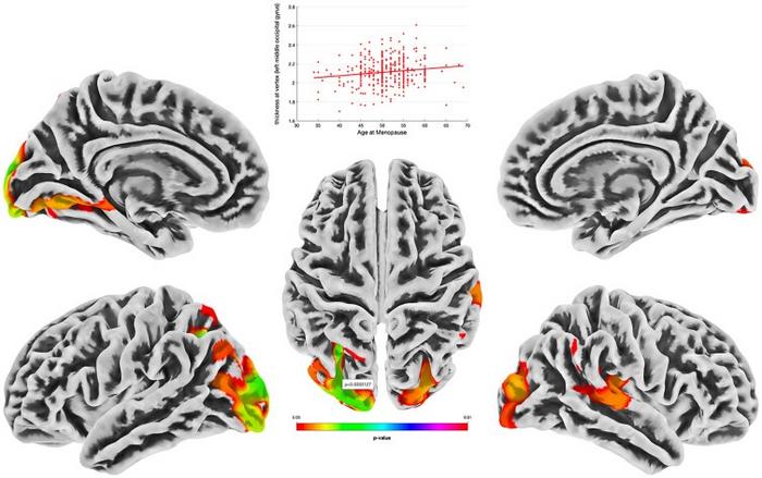 Later menopause and greater cortical thickness