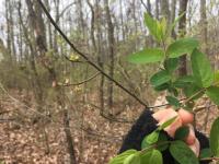Spring Leaves